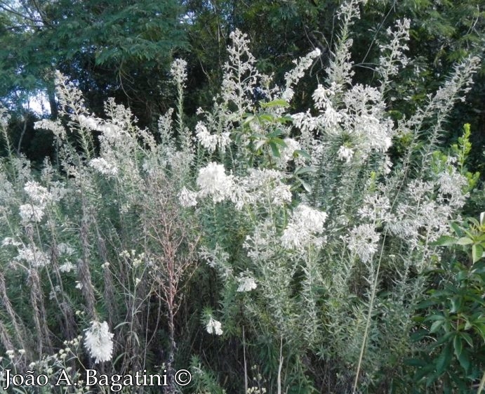 Baccharis leucopappa