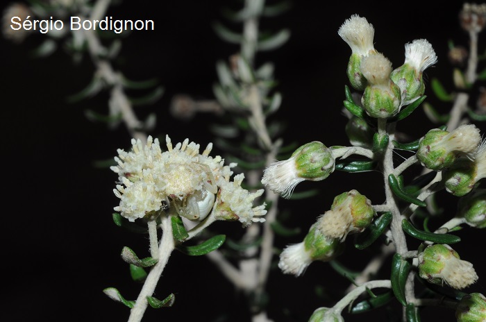 Baccharis patens