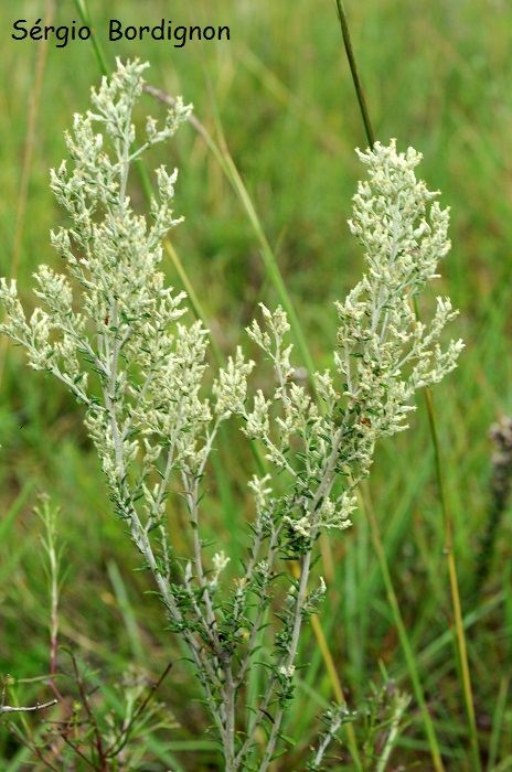 Baccharis ochracea