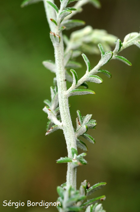 Baccharis ochracea