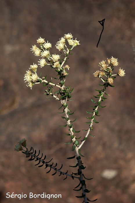 Baccharis patens