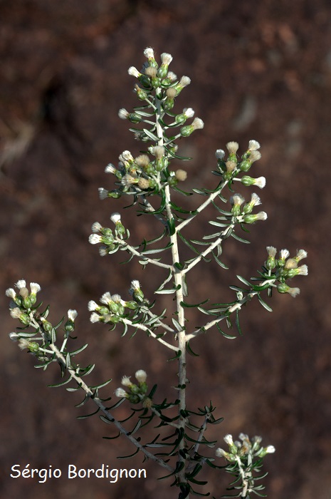 Baccharis patens