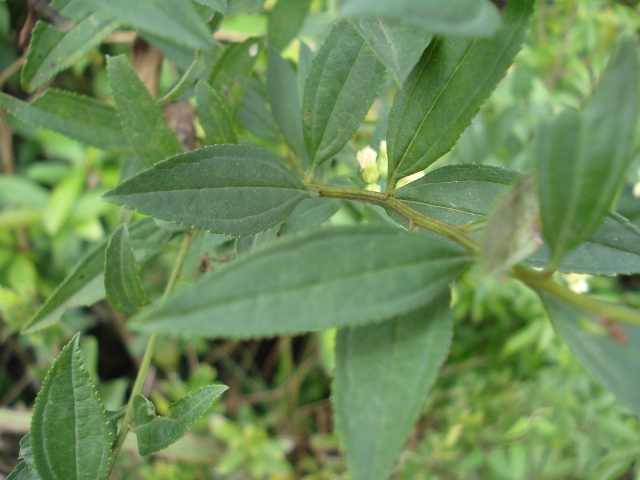 Baccharis punctulata