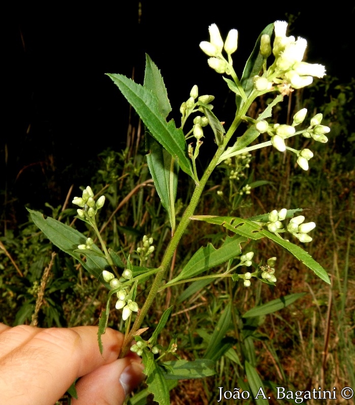 Baccharis punctulata