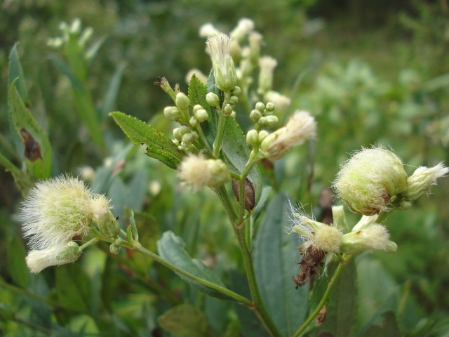 Baccharis punctulata