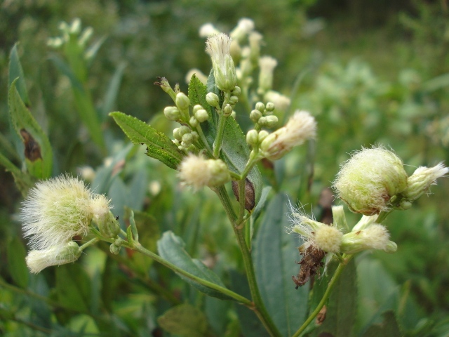 Baccharis punctulata