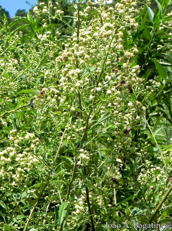 Baccharis punctulata