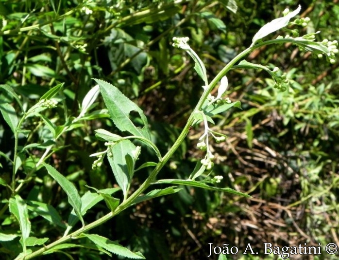 Baccharis punctulata