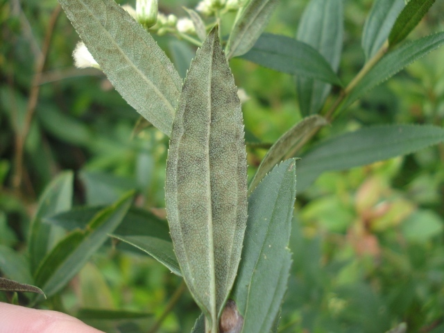 Baccharis punctulata