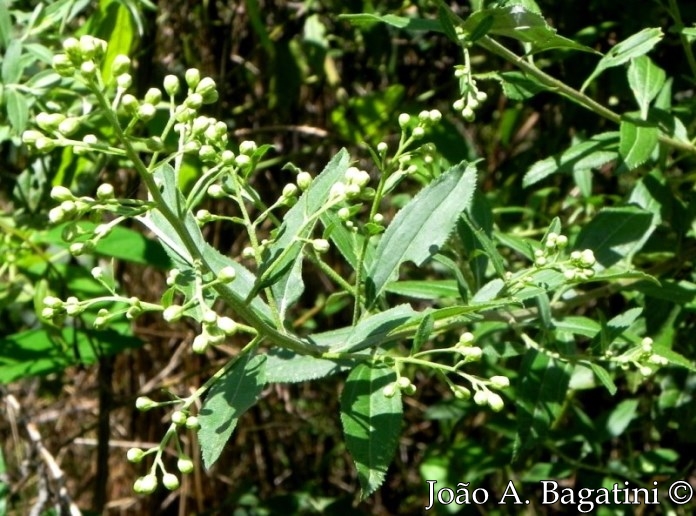 Baccharis punctulata