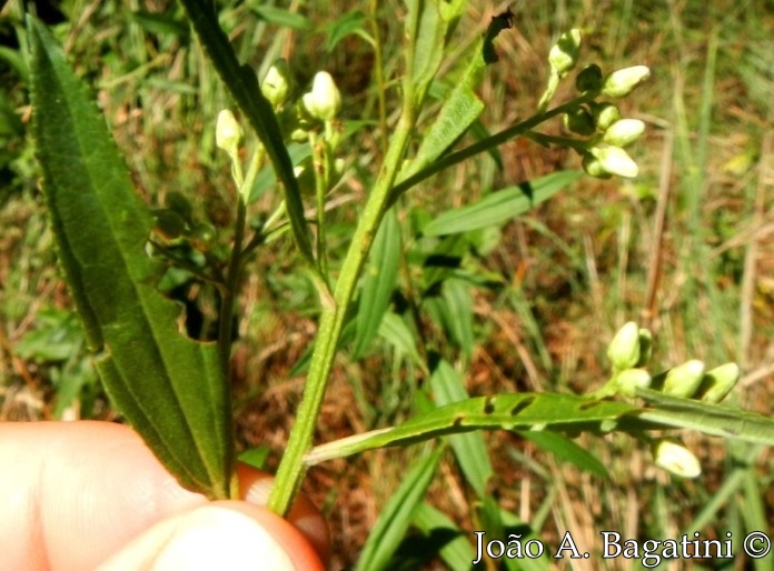 Baccharis punctulata