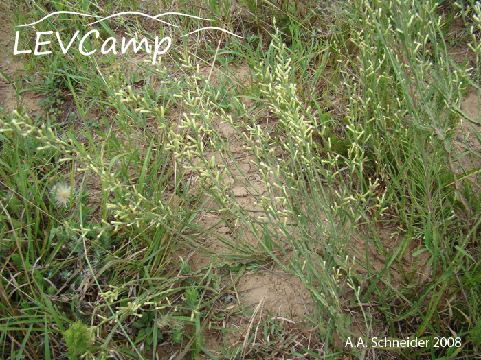 Baccharis riograndensis