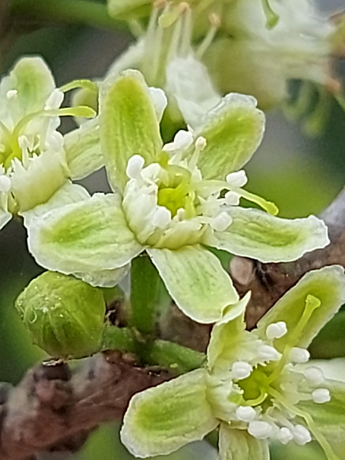 Erythroxylum argentinum