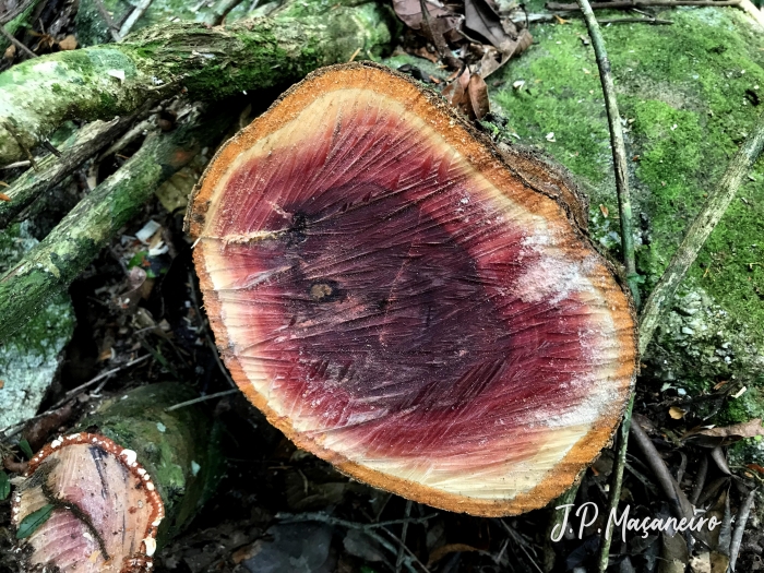 Erythroxylum argentinum