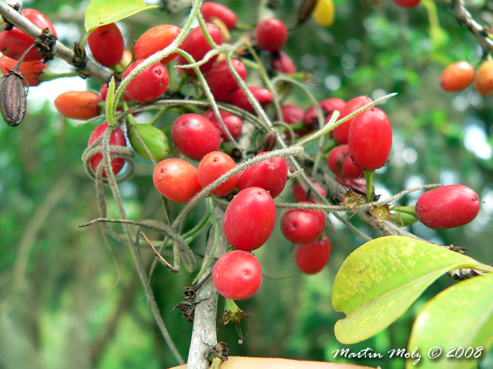 Erythroxylum argentinum