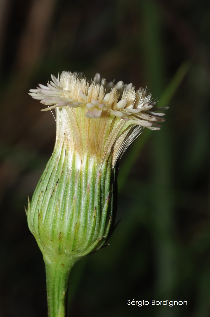 Podocoma hieraciifolia