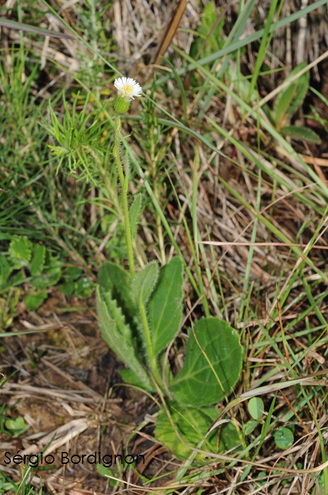 Podocoma hieraciifolia