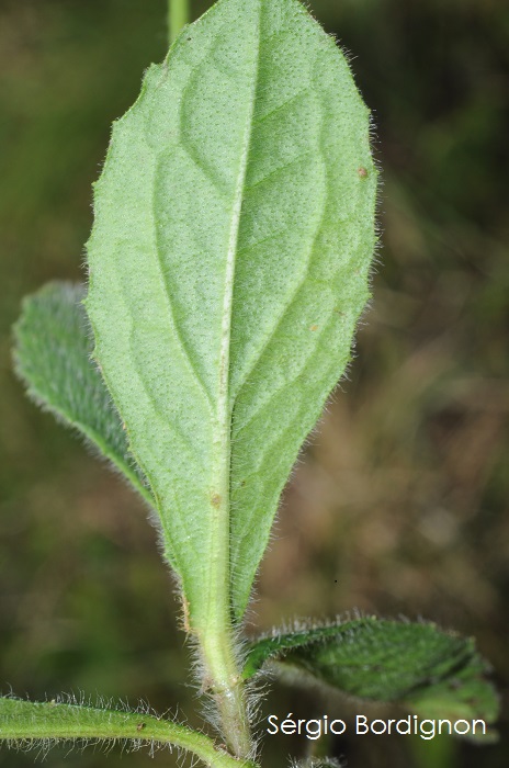 Podocoma hieraciifolia