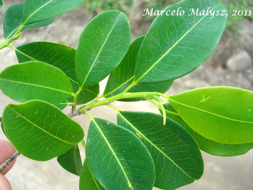 Erythroxylum argentinum