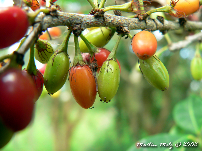 Erythroxylum argentinum