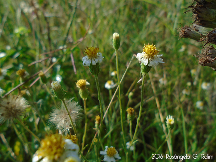 Sommerfeltia spinulosa