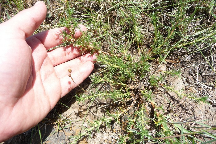 Sommerfeltia spinulosa