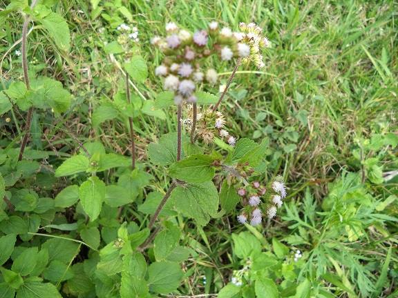 Ageratum conyzoides