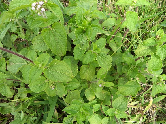 Ageratum conyzoides