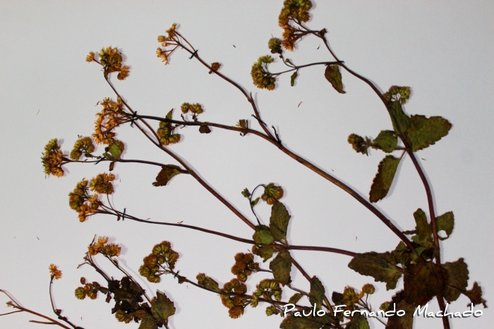 Ageratum conyzoides