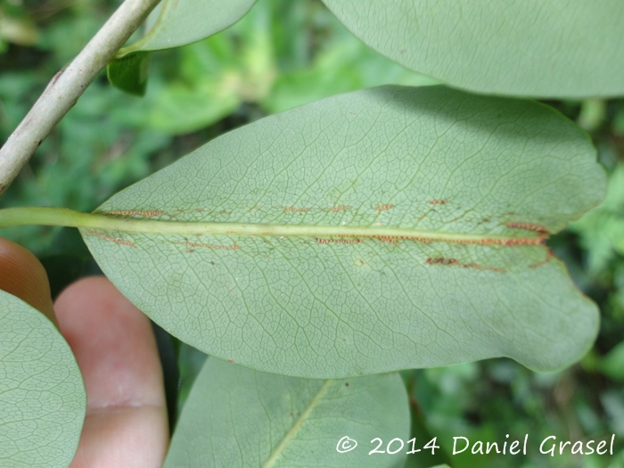 Erythroxylum argentinum