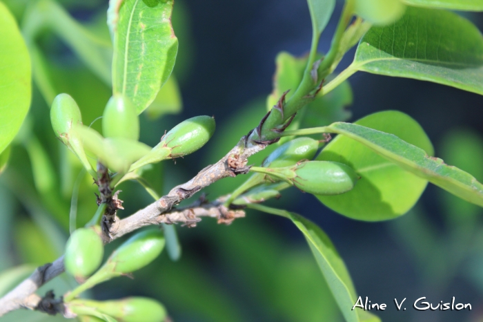 Erythroxylum argentinum