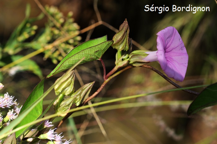 Ipomoea fimbriosepala