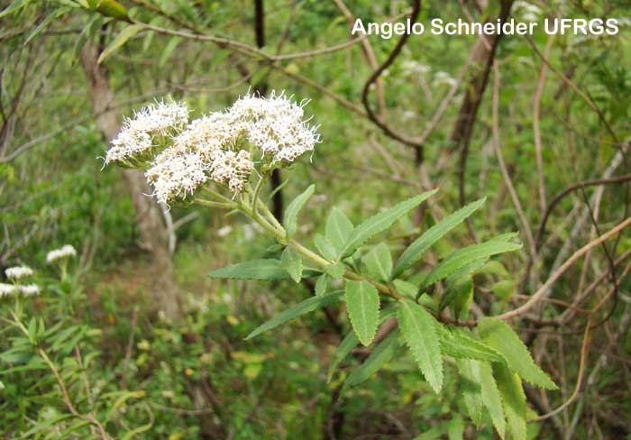 Eupatorium intermedium