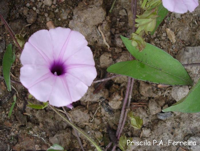 Ipomoea fimbriosepala