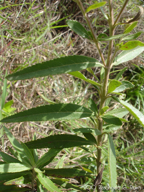 Eupatorium intermedium