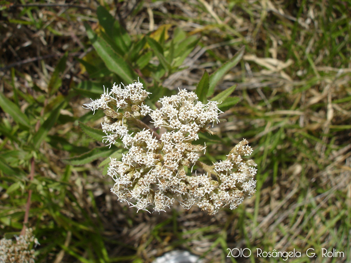 Eupatorium intermedium