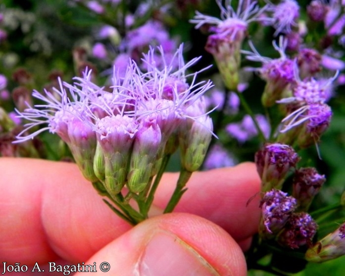 Eupatorium laevigatum