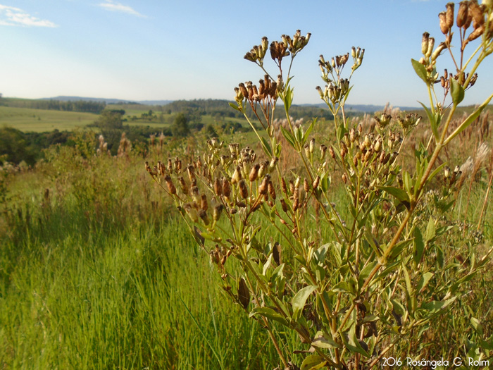 Eupatorium laevigatum