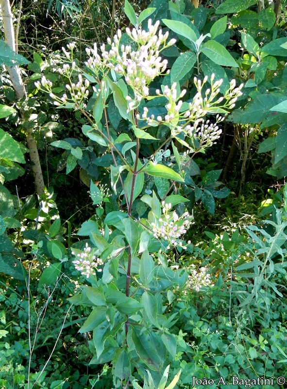 Eupatorium laevigatum