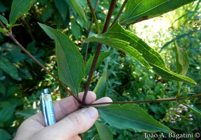 Eupatorium laevigatum