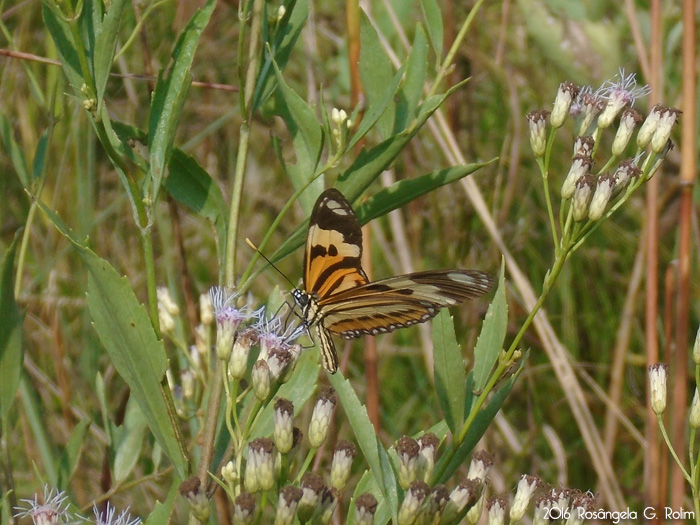 Eupatorium laevigatum