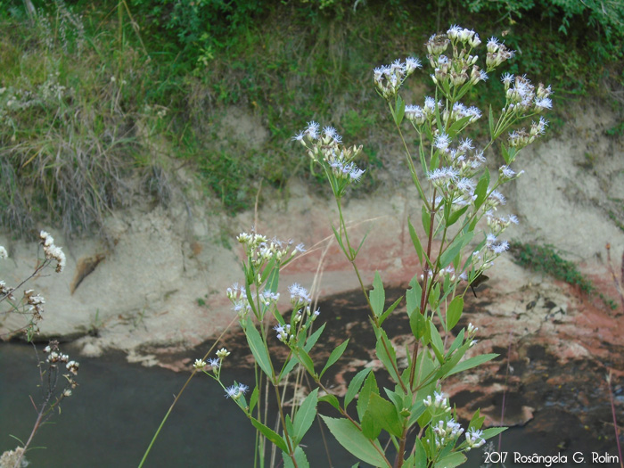 Eupatorium laevigatum