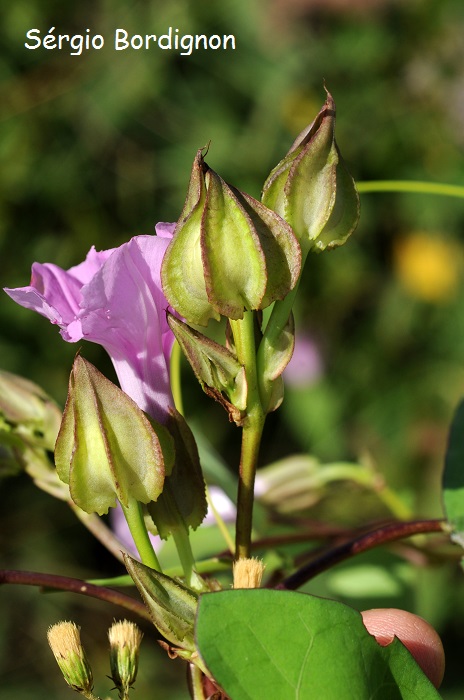 Ipomoea fimbriosepala