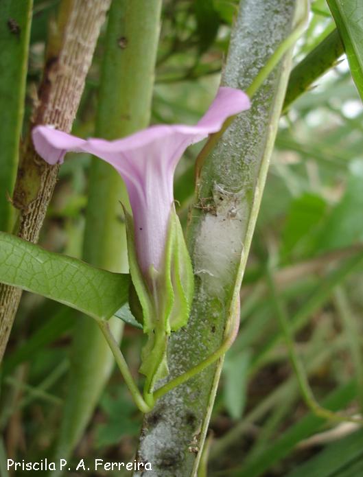 Ipomoea fimbriosepala