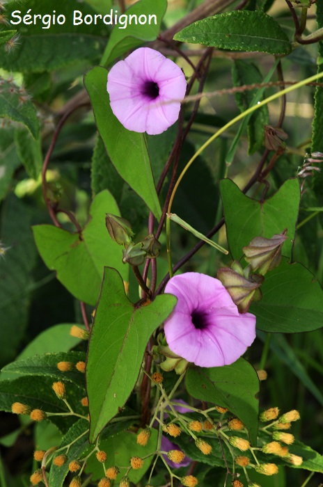 Ipomoea fimbriosepala