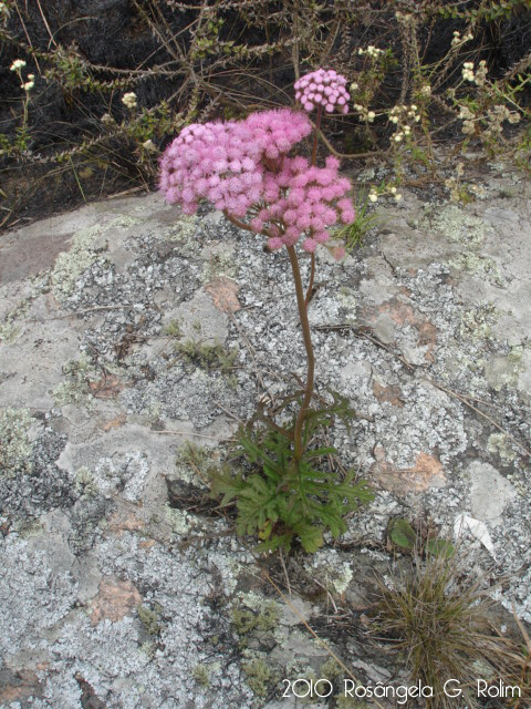 Eupatorium tanacetifolium