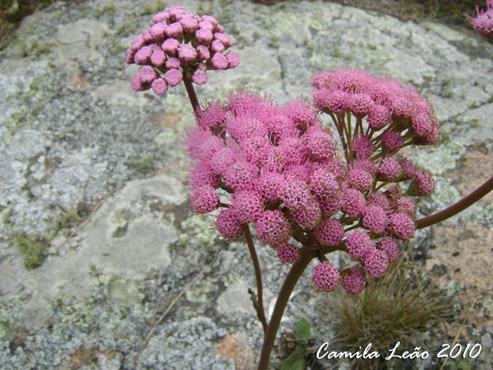 Eupatorium tanacetifolium