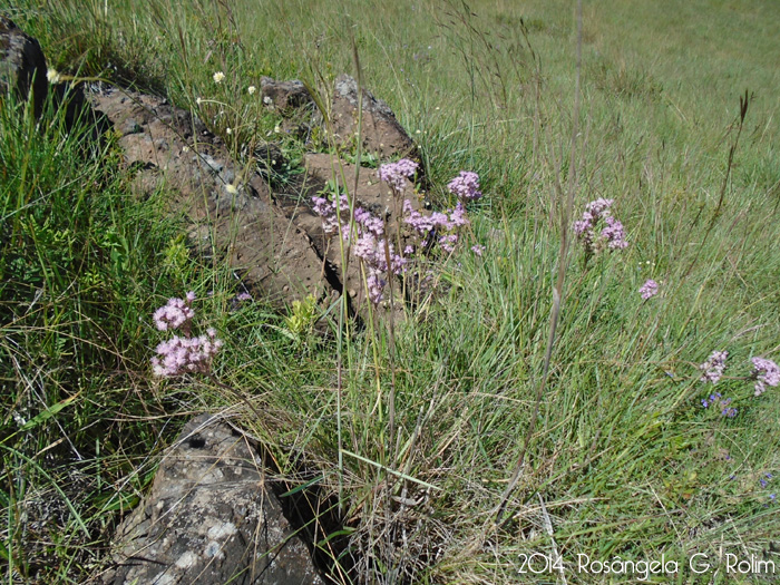 Eupatorium tanacetifolium