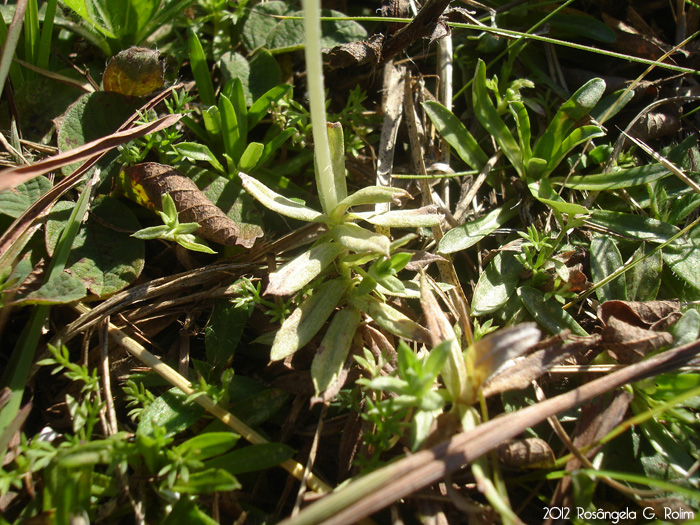 Chevreulia acuminata