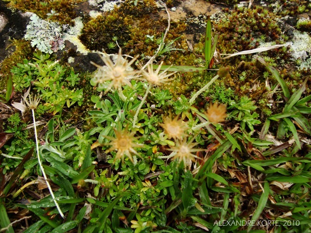 Chevreulia acuminata